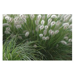 Pennisetum alopecuroides