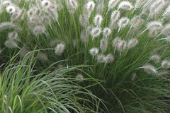 Pennisetum alopecuroides