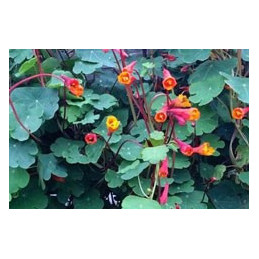 Tropaeolum tuberosum