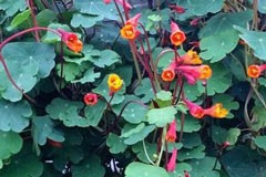 Tropaeolum tuberosum