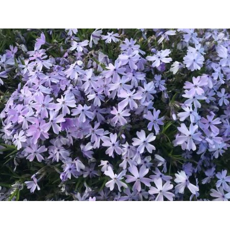 Phlox 'Emerald Cushion'