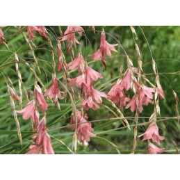 Dierama igneum