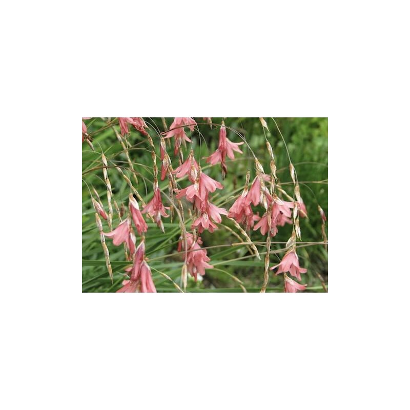 Dierama igneum