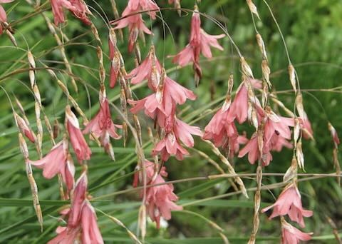 Dierama igneum