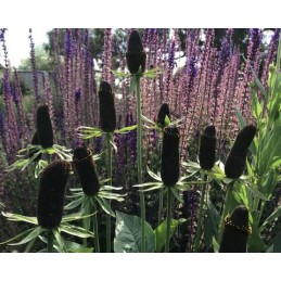 Rudbeckia 'Green Wizard'