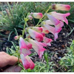 Penstemon 'Osprey'