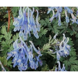 Corydalis flexuosa