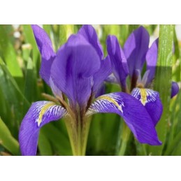 Iris lazica