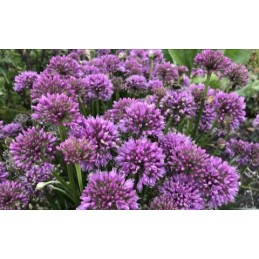 Allium 'Millenium'