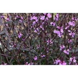 Verbena 'Bampton'