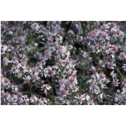 Aster 'Lady in Black'