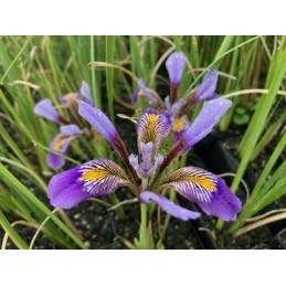 Iris unguicularis 'Cretensis'