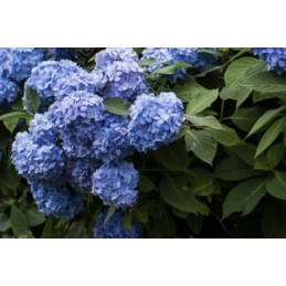 Hydrangea 'Nigra'