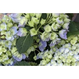 Hydrangea 'Amethyst'