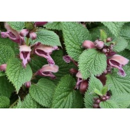 Lamium ovarla