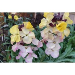 Erysimum 'Primrose Gem'