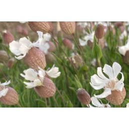 Silene uniflora