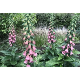 Digitalis mertonensis