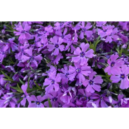 Phlox 'Purple Beauty'