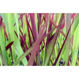 Imperata cylindrica 'Rubra'