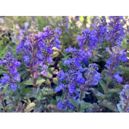 Nepeta Purrsian Blue'