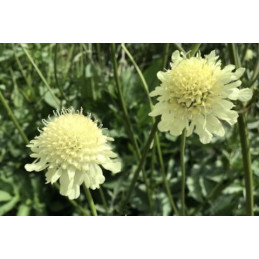 Scabiosa ochroleuca