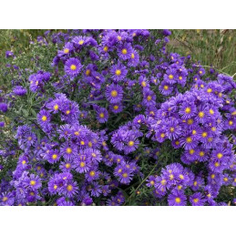 Aster 'Eventide'