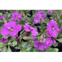 Aubretia 'Rose Cascade'