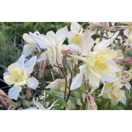 Aquilegia 'Lemon Star'