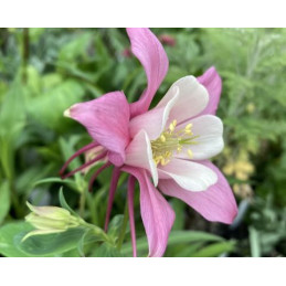 Aquilegia 'Rose Queen'