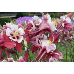 Aquilegia 'Crimson Star'