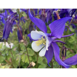 Aquilegia 'Blue Star'