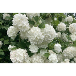 Viburnum opulus 'Roseum'