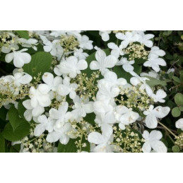 Viburnum 'Lanarth'