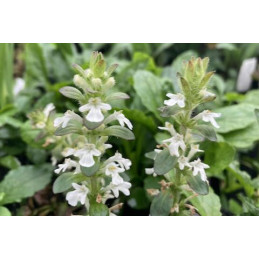 Ajuga 'Snow White'