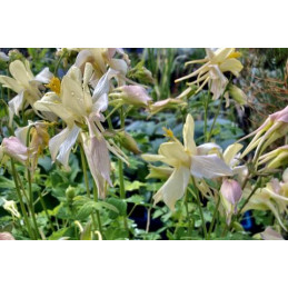 Aquilegia chrysantha