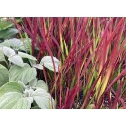 Imperata cylindrica 'Rubra'