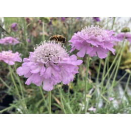 Scabiosa 'Pink Lace'