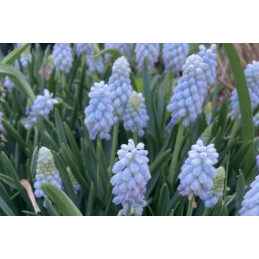 Muscari 'Babys Breath'