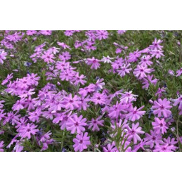 Phlox 'Fort Hill'